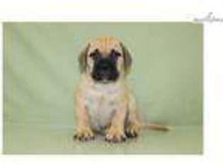 Bullmastiff Puppy for sale in Cleveland, OH, USA