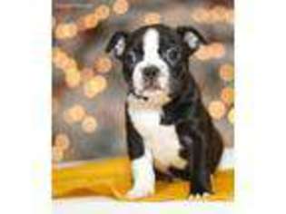 Boston Terrier Puppy for sale in Roy, WA, USA