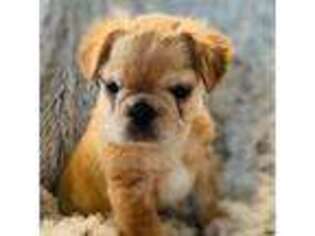 French Bulldog Puppy for sale in Polk City, IA, USA