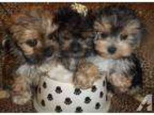 Yorkshire Terrier Puppy for sale in WEST BLOOMFIELD, MI, USA