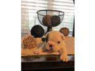 Mutt Puppy for sale in Avon Park, FL, USA