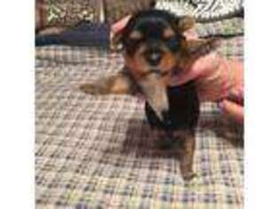 Yorkshire Terrier Puppy for sale in Fithian, IL, USA