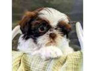 Mutt Puppy for sale in Gainesville, TX, USA