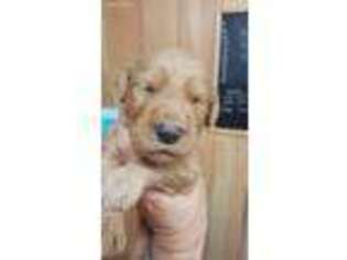 Goldendoodle Puppy for sale in Victoria, TX, USA