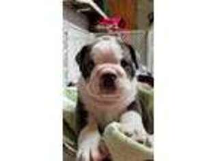 Bulldog Puppy for sale in Gilcrest, CO, USA
