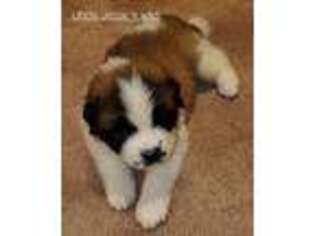 Saint Bernard Puppy for sale in Ward, AR, USA