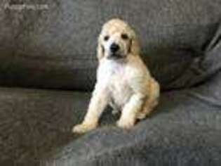 Mutt Puppy for sale in Mount Pleasant, PA, USA