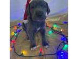 Great Dane Puppy for sale in Ionia, MI, USA