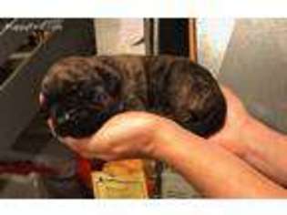 Mastiff Puppy for sale in Columbus, OH, USA