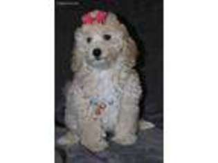 Goldendoodle Puppy for sale in Orange, TX, USA