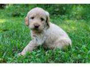 Labradoodle Puppy for sale in Conover, NC, USA