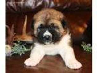 Akita Puppy for sale in Caulfield, MO, USA