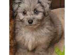 Mutt Puppy for sale in Jefferson City, TN, USA