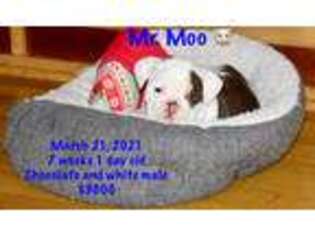 Bulldog Puppy for sale in Sumter, SC, USA