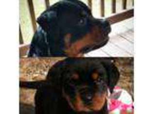 Rottweiler Puppy for sale in DANIELSON, CT, USA