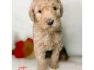 Goldendoodle Puppy for sale in Mary Esther, FL, USA
