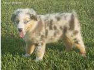Australian Shepherd Puppy for sale in Vanzant, MO, USA
