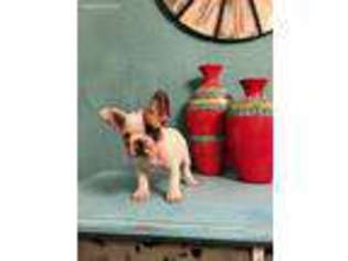 French Bulldog Puppy for sale in Port Lavaca, TX, USA