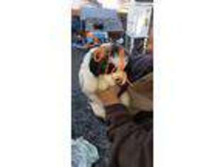 Saint Bernard Puppy for sale in Yakima, WA, USA