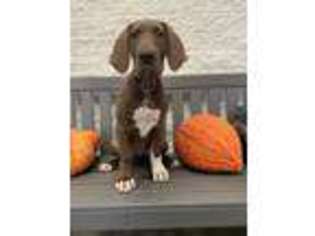 Great Dane Puppy for sale in Barberton, OH, USA