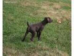 German Shorthaired Pointer Puppy for sale in Shelbyville, IN, USA