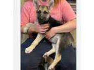 German Shepherd Dog Puppy for sale in Mcalester, OK, USA