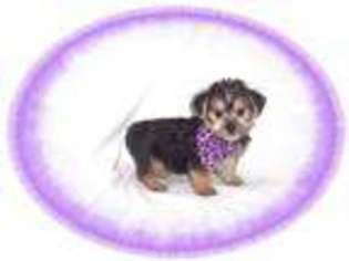 Yorkshire Terrier Puppy for sale in NASHUA, NH, USA