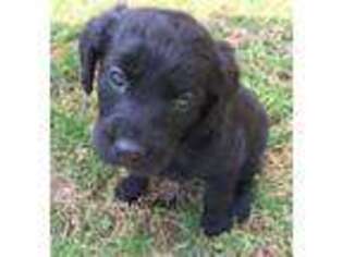 Labradoodle Puppy for sale in Newville, PA, USA