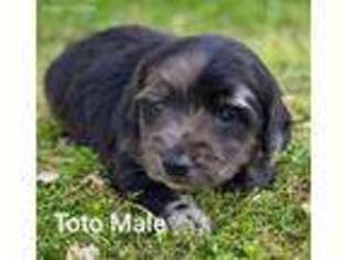 Dachshund Puppy for sale in Kress, TX, USA