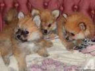 Pomeranian Puppy for sale in AKRON, OH, USA