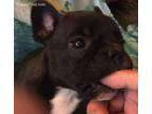 French Bulldog Puppy for sale in Whittier, NC, USA