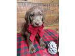 Labradoodle Puppy for sale in Frankford, DE, USA
