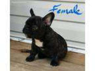 French Bulldog Puppy for sale in Pelion, SC, USA