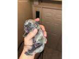 French Bulldog Puppy for sale in Bean Station, TN, USA