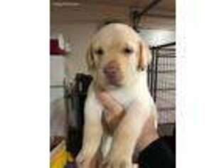 Labrador Retriever Puppy for sale in Stockton, CA, USA