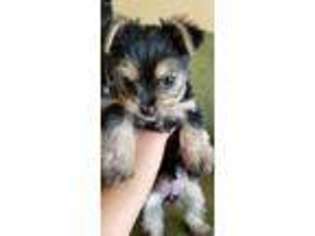 Silky Terrier Puppy for sale in Bakersfield, CA, USA