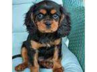Cavalier King Charles Spaniel Puppy for sale in Easley, SC, USA