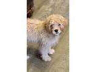 Cavapoo Puppy for sale in Boaz, AL, USA