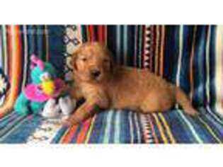 Golden Retriever Puppy for sale in Jackson, MN, USA