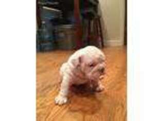 Bulldog Puppy for sale in Baltimore, OH, USA