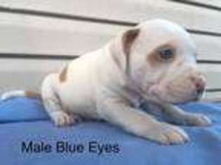 Alapaha Blue Blood Bulldog Puppy for sale in Malvern, PA, USA