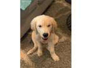 Golden Retriever Puppy for sale in Gaston, SC, USA