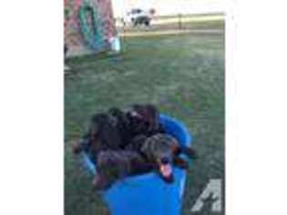 Labrador Retriever Puppy for sale in ITASCA, TX, USA