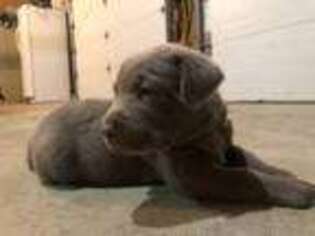 Labrador Retriever Puppy for sale in Ottawa, OH, USA