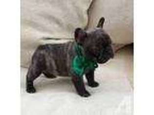 French Bulldog Puppy for sale in HUNTINGTON BEACH, CA, USA