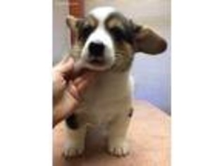 Pembroke Welsh Corgi Puppy for sale in Potlatch, ID, USA