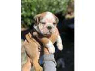 Bulldog Puppy for sale in Puyallup, WA, USA