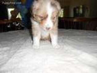 Miniature Australian Shepherd Puppy for sale in Auburn, CA, USA