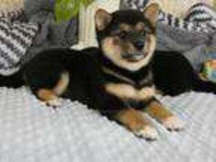 Shiba Inu Puppy for sale in Rogers, AR, USA