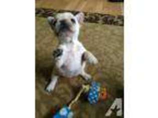 French Bulldog Puppy for sale in SNOHOMISH, WA, USA